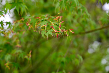 Close-up of Japanese maple leaves and seeds, with a blurred background highlighting the delicate green foliage and red seeds.

