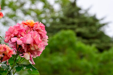 Close-up of a cluster of pink roses in a garden, with a blurred green foliage background highlighting the vibrant flowers.

