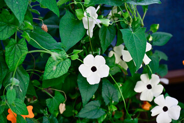 Close-up of a white Black-Eyed Susan vine flower with a dark center, surrounded by lush green leaves, showcasing its delicate beauty.
