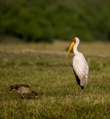 white stork in the grass