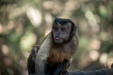japanese macaque sitting on a tree