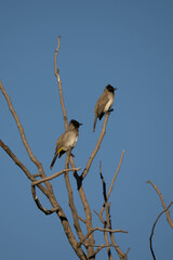bird on a branch