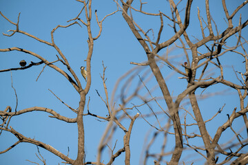 branches against blue sky