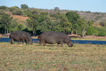 Fototapeta premium hippo near water
