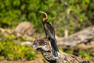 cormorant on a stick