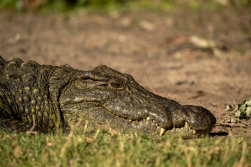 Obraz premium crocodile in the water