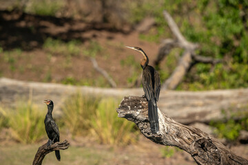 African Darter on log
