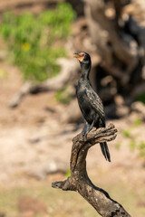 cormorant bird in Africa