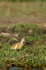 Thick knee bird in grass