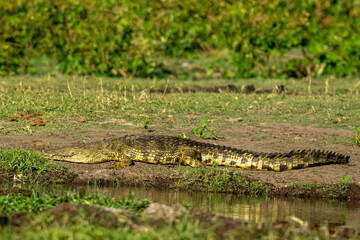 crocodile in the grass