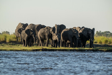 Naklejka premium herd of elephants