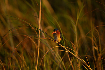 kingfisher at sunrise