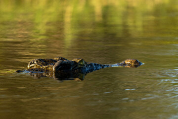 Gator in water