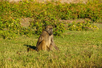 baboon sitting on the grass
