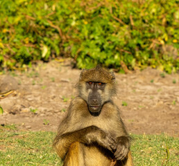 baboon sitting on the ground