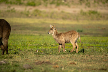 Obraz premium Waterbuck youngster
