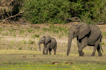 elephants in the savannah