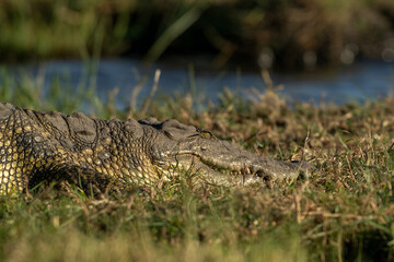 alligator in the everglades