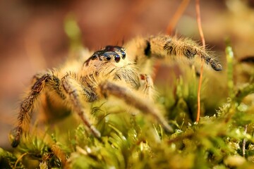 Hyllus diardi female jumping spider family Salticidae, jump spider. Hyllus diardi spiders, animal arachnid group of spiders that constitute the family jumping web spider.