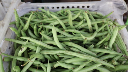 green beans on the market in containers