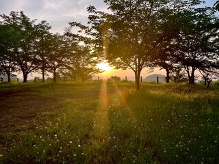 sunshine leaf green forest