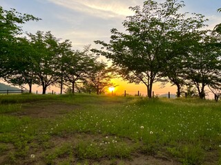 sunshine leaf green forest