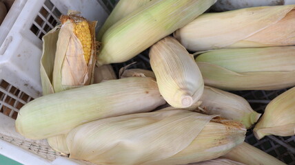 Fresh corn in containers is sold at the market