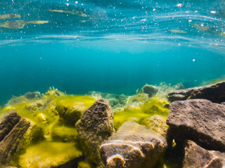 Underwater photo, clear water at the rumu quarry with rocky bottom and alga.