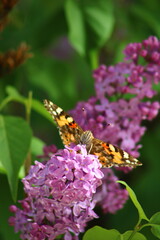 butterfly on flower