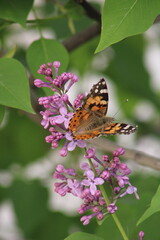 lilac flowers on a green background. butterfly on flower