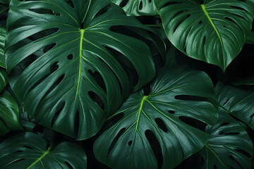 Top view of multiple Monstera green leaves against a dark background.