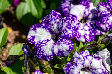 petunia blue and white