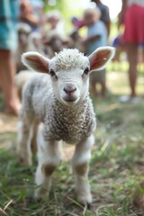 Obraz premium A shy lamb finds its voice and leads a parade of farm animals