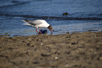 Black headed gull eating next to garbage on Pelluco's beach