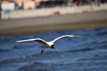 Black headed gull flying at Pelluco's beach