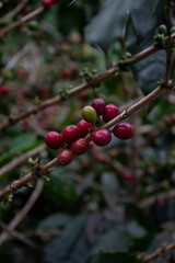 Obraz premium coffee on a branch