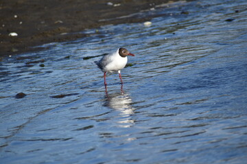 black headed gull walking on water, Pelluco