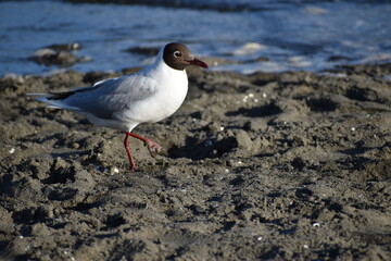 black headed gull on the beach of Pelluco
