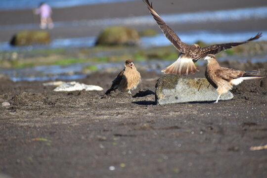 Tiuques fighting for food