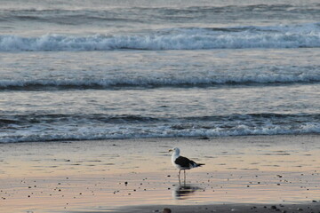 seagull on the beach