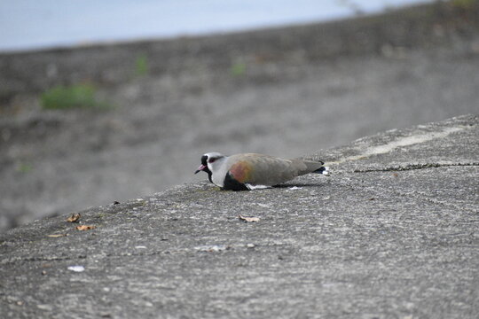 Treile or Tero resting in Lago Ranco