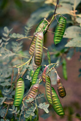 Caesalpinia spinosa, also known as tara, with seed powder used minimally as a thickener in food products. Major use of tannin-rich seeds is in leather treatment.