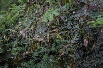 Caesalpinia spinosa, also known as tara, with seed powder used minimally as a thickener in food products. Major use of tannin-rich seeds is in leather treatment.