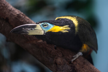 Chestnut-eared-aracari (Pteroglossus castanotis) watch the camera closely