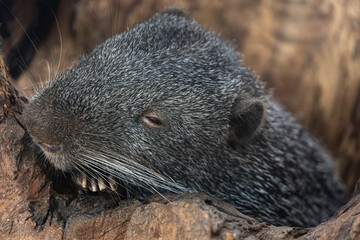 Picuro maman (Dinomys Branickii) poses for the camera as if he were sleepy