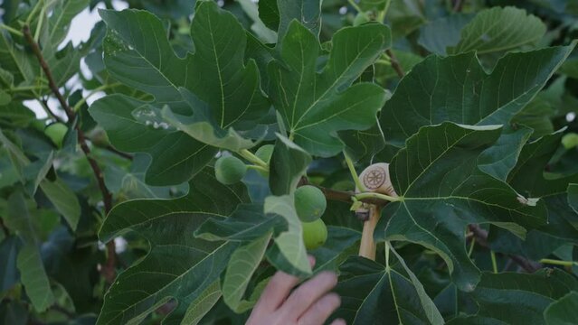 A man is seen reaching up into the branches of a fig tree to harvest ripe figs in a garden on a sunny day.