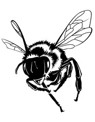 Bee | Flying Insect | Honeybee | Nectar Making Animal | Bee Farm | Stinging Wasps | Colony | Honey | Original Illustration | Vector and Clipart and Stencil