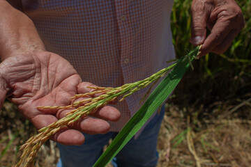 farmer hand holding rice
