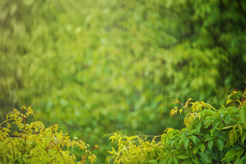Green nature and blurred raindrops in defocus.
