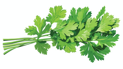 Hand drawn coriander or parsley green leaf sketch v